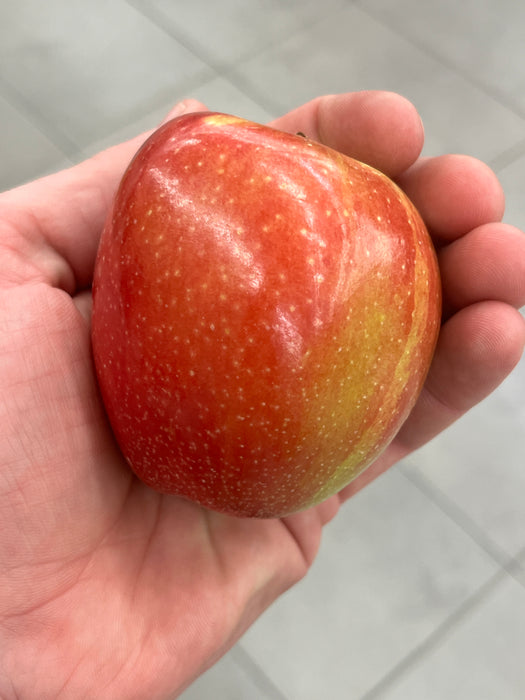 Braeburn Apple Tree