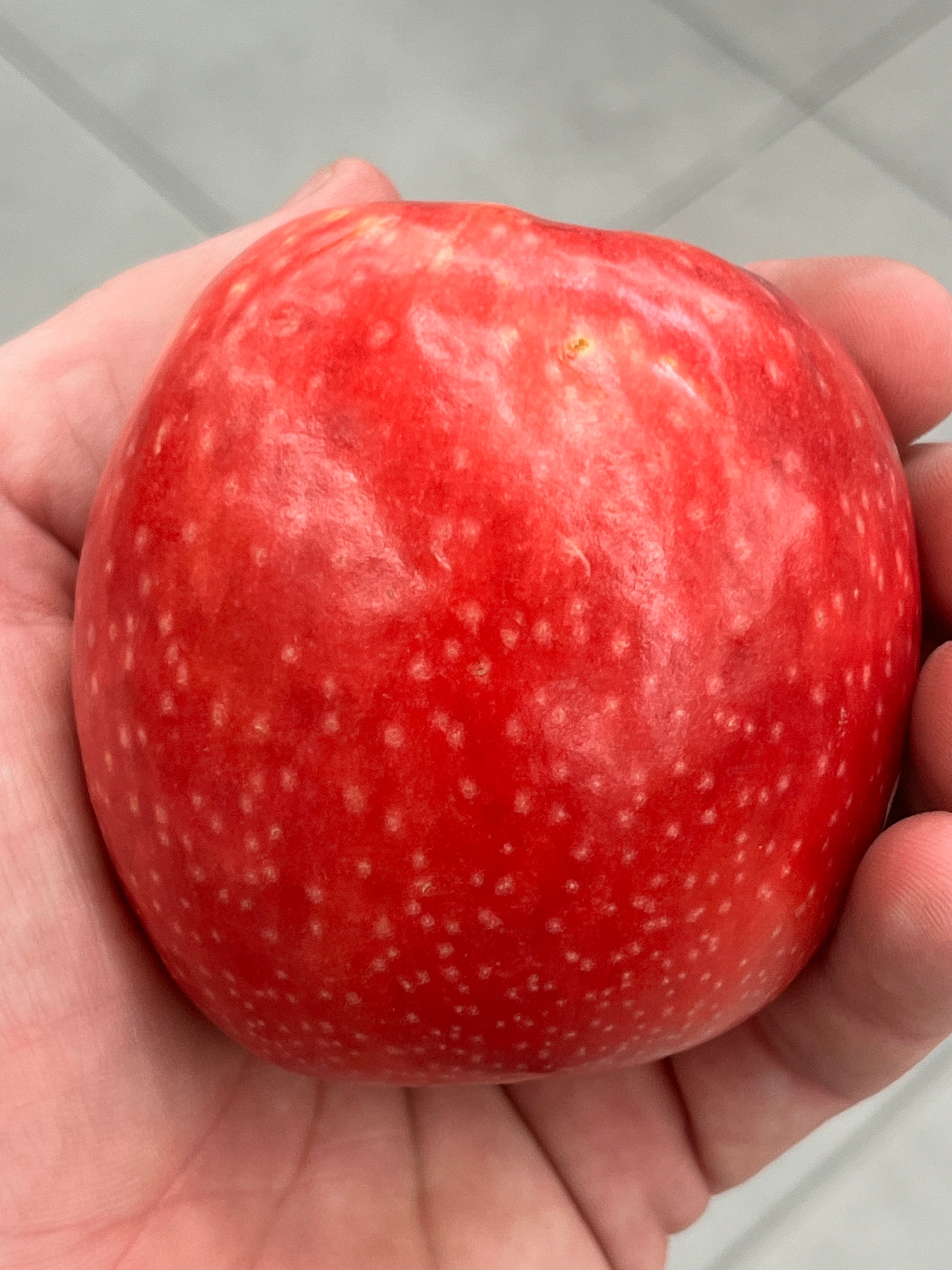 Modern Apples — Roots to Fruits Nursery