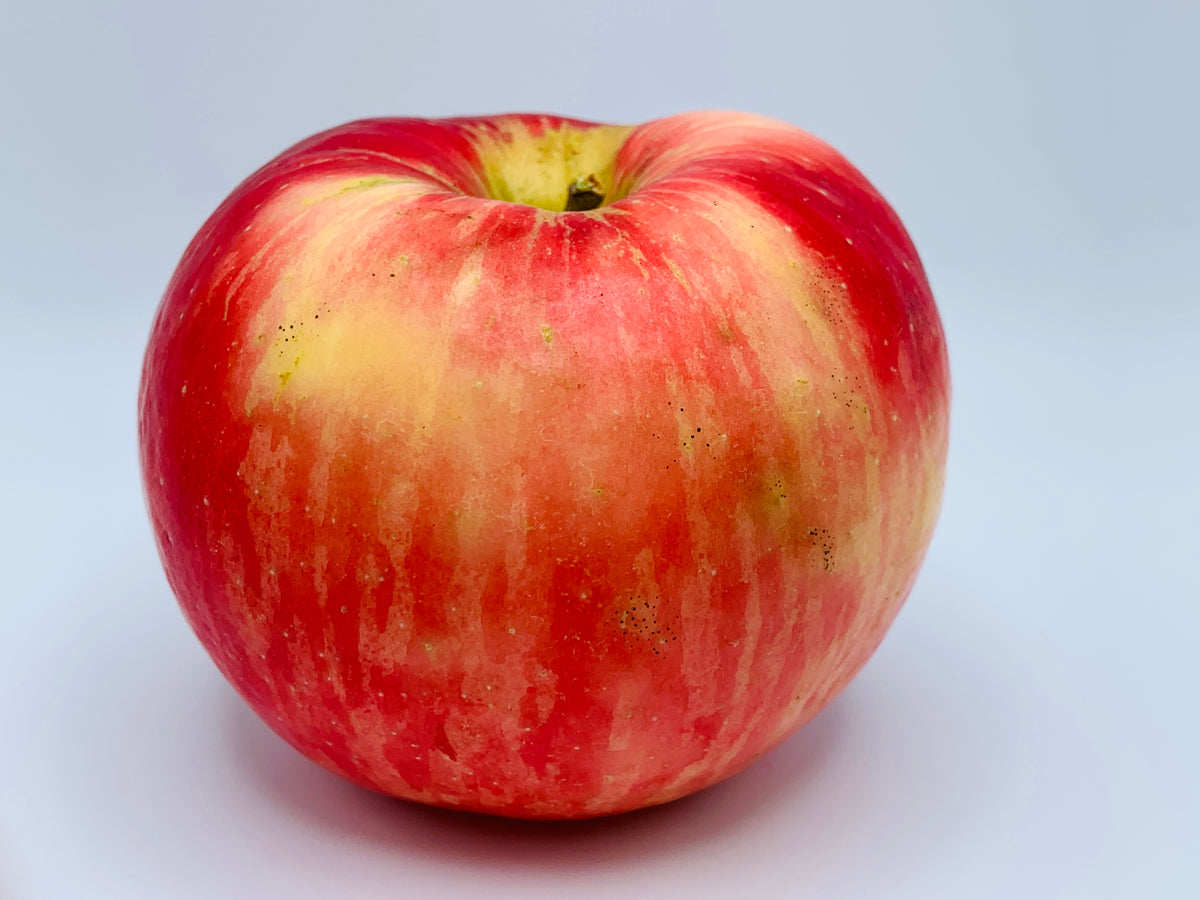 Sansa Apple Scionwood — Roots to Fruits Nursery