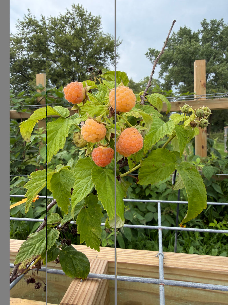 Fall Gold Raspberry Bushes