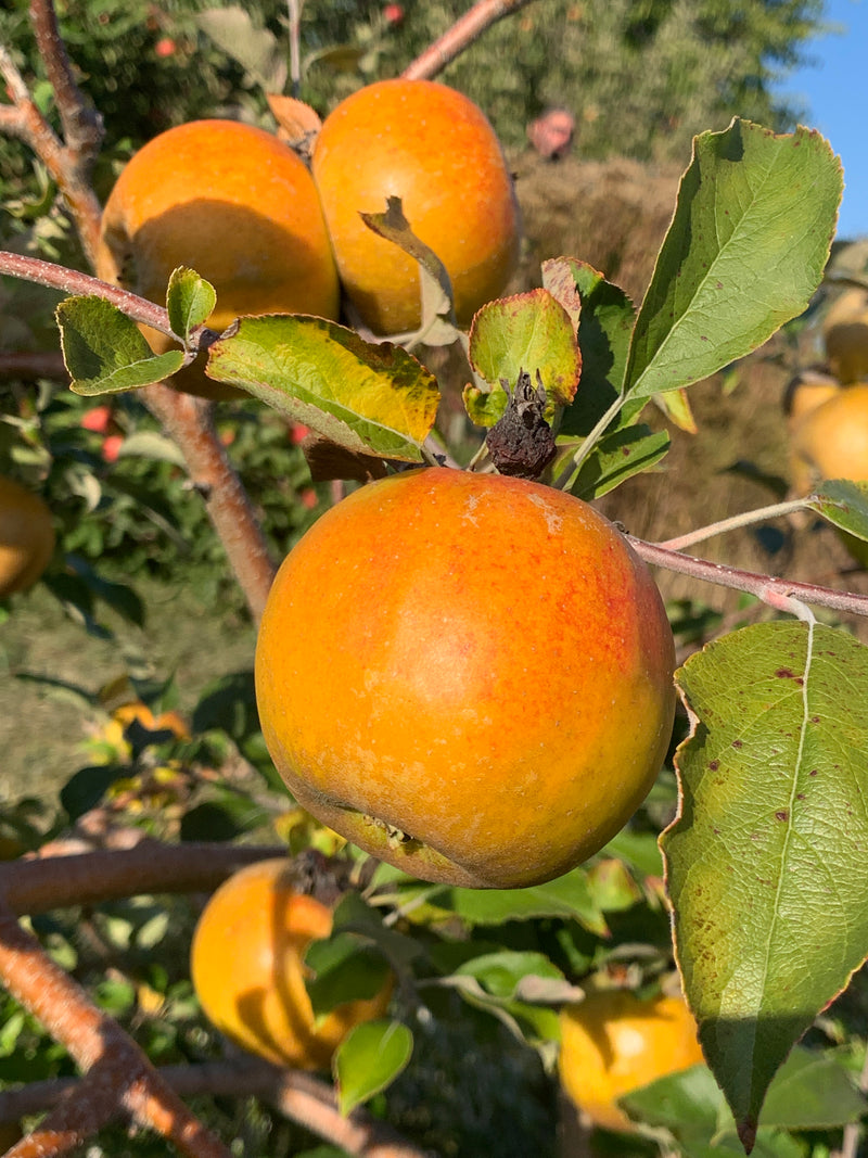 Heirloom Apples Starter Kit