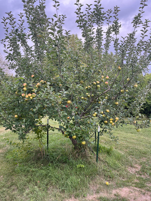 Roxbury Russet Apple Tree