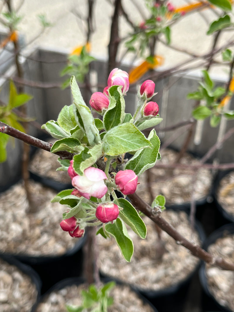 Akane Apple Tree