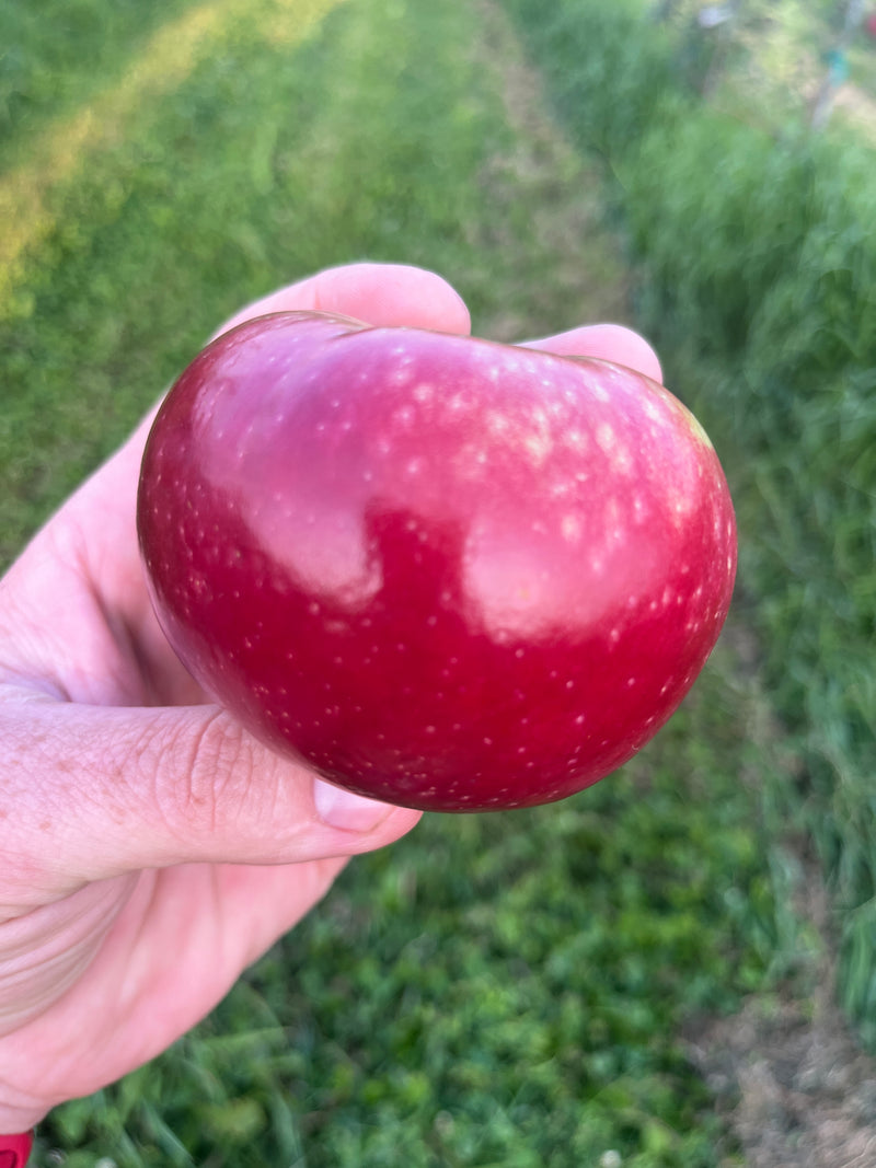 Paula Red Apple Tree