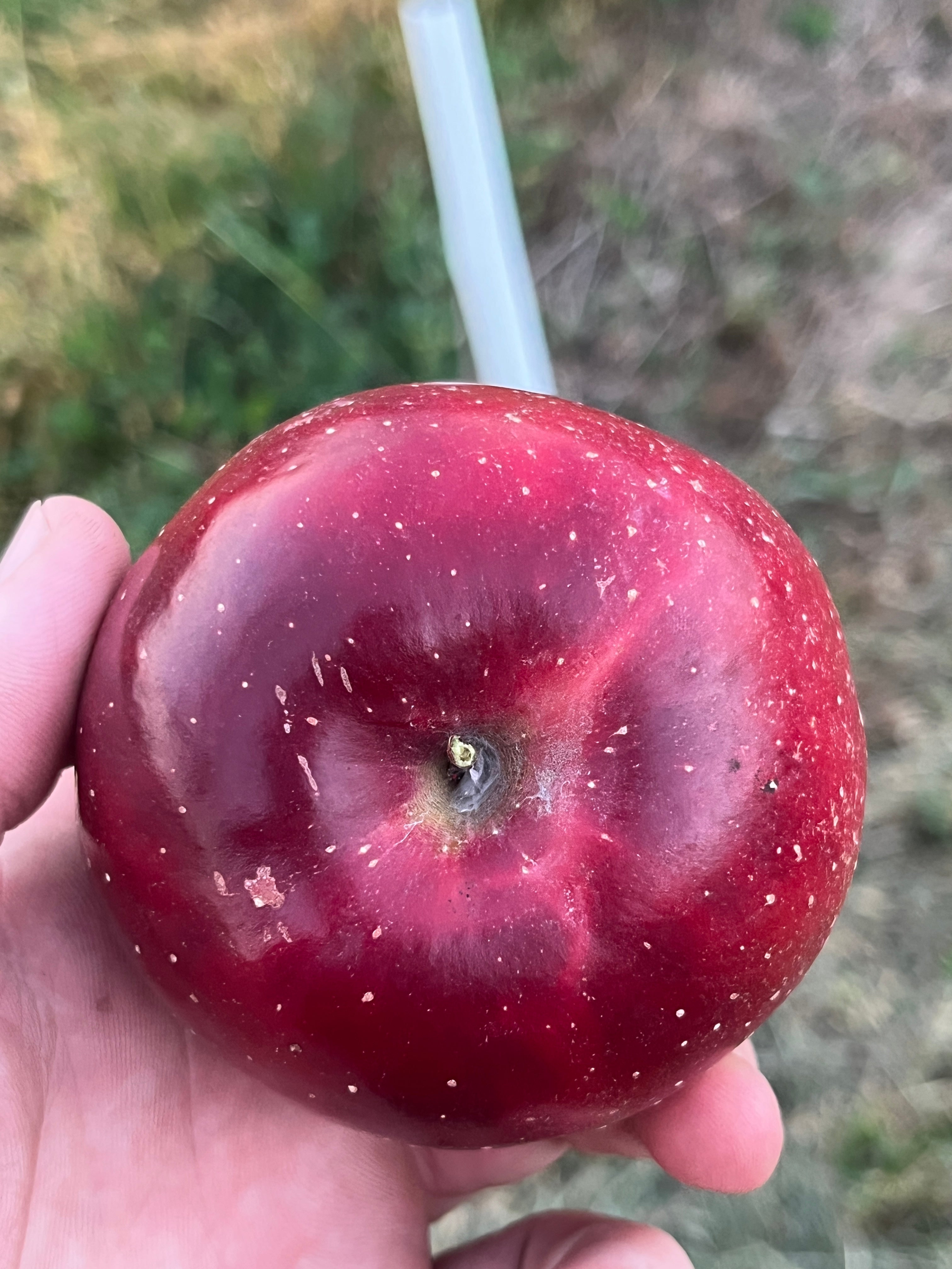 Redfield Apple Apple Tree — Roots to Fruits Nursery