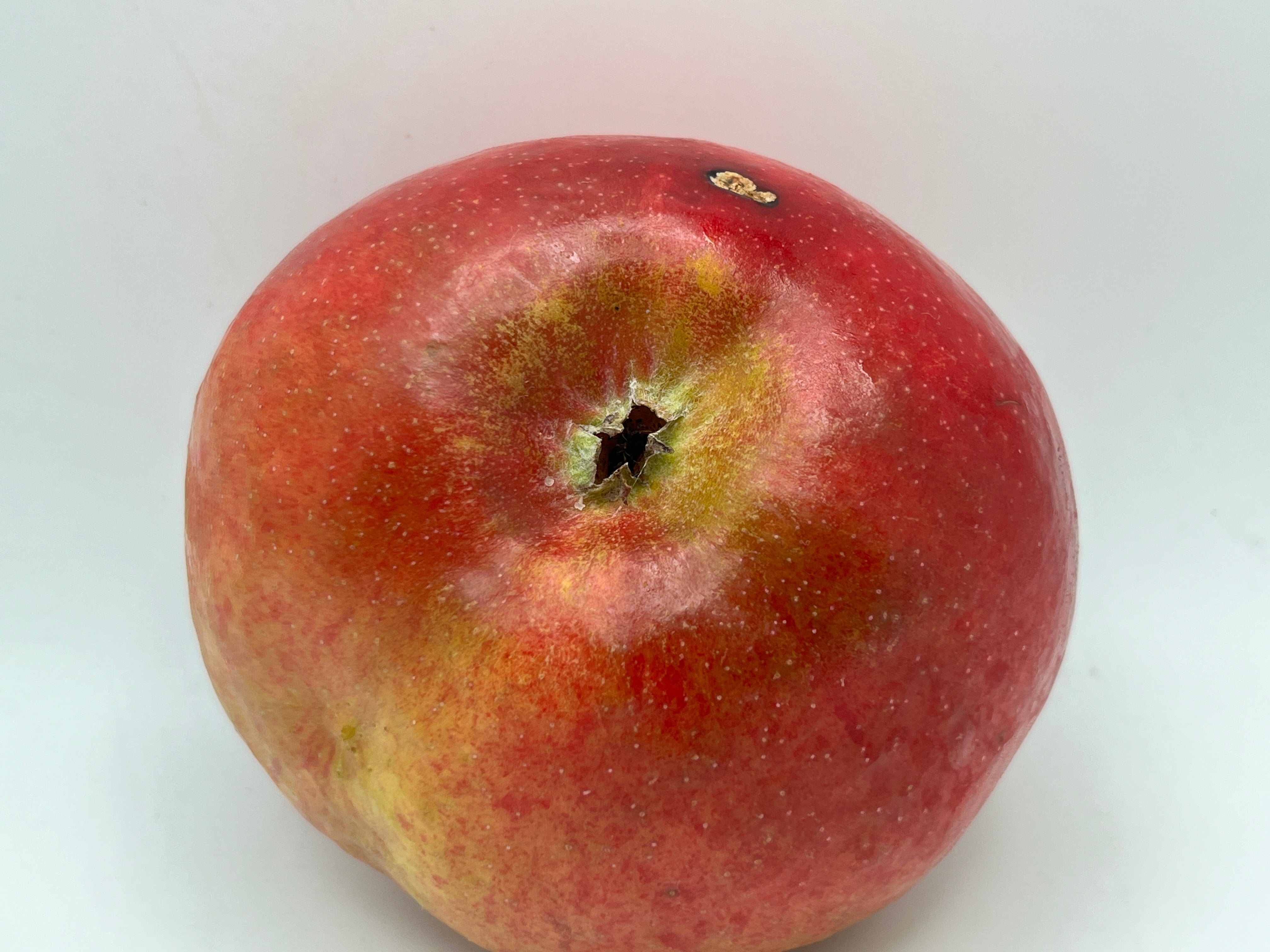 Twenty Ounce Apple Tree — Roots to Fruits Nursery