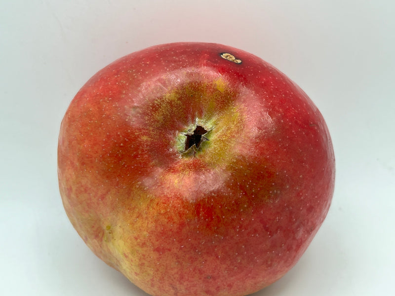 Twenty Ounce Apple Tree