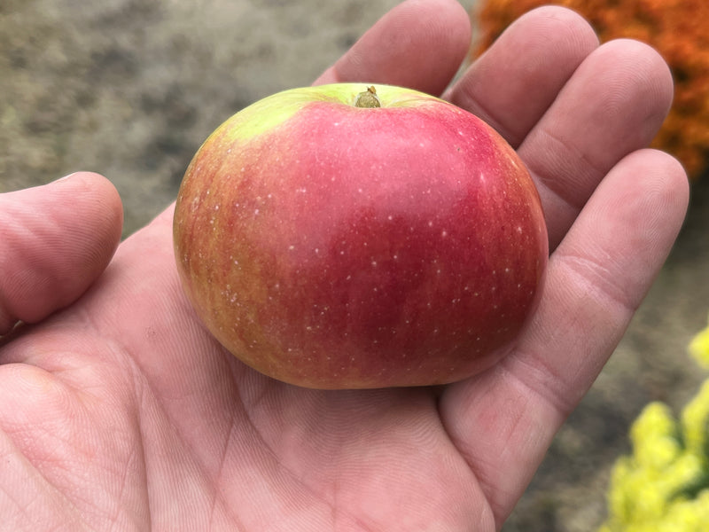 Reine de Pomme Apple Tree
