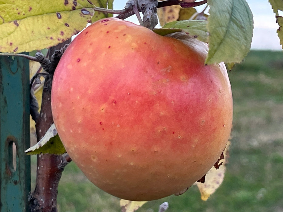 Rubaiyat Apple Tree