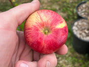 Hand holding a red apple with a blurred outdoor background