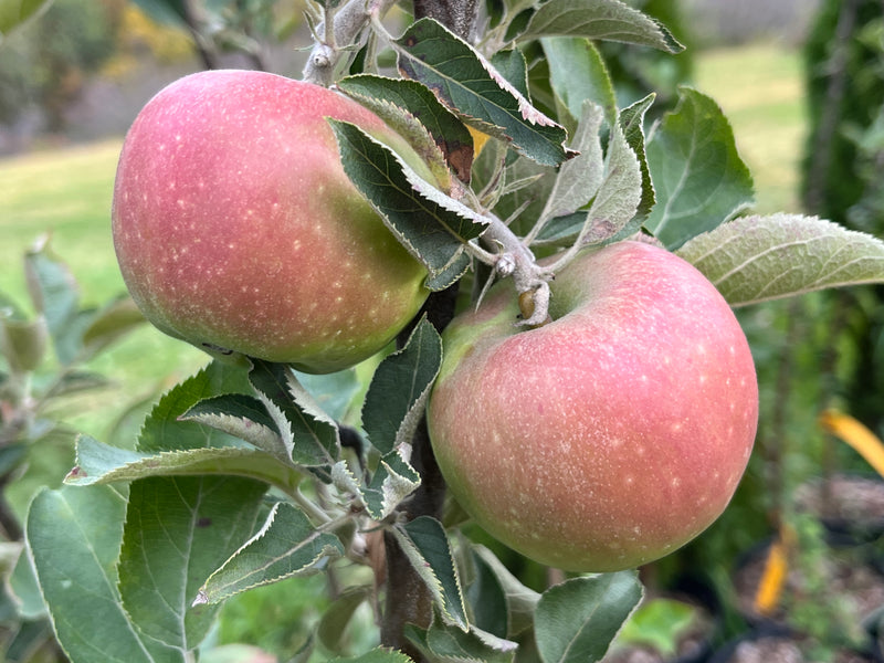 Rhode Island Greening Apple Tree