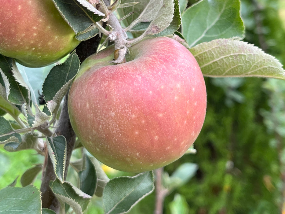 Rhode Island Greening Apple Tree