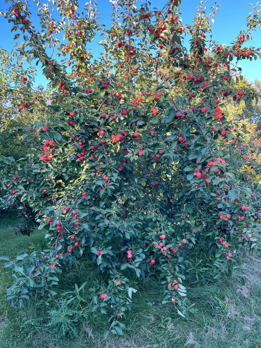 Hewe's Virginia Crabapple