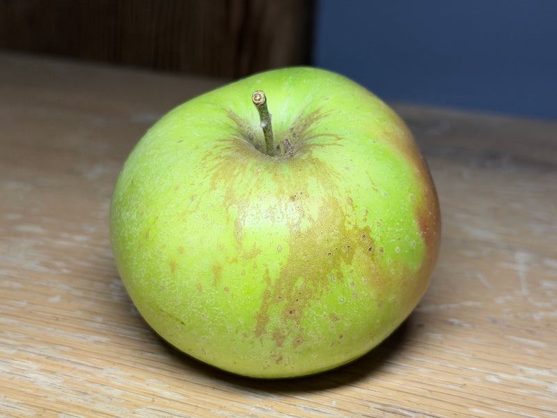 Rhode Island Greening Apple Tree