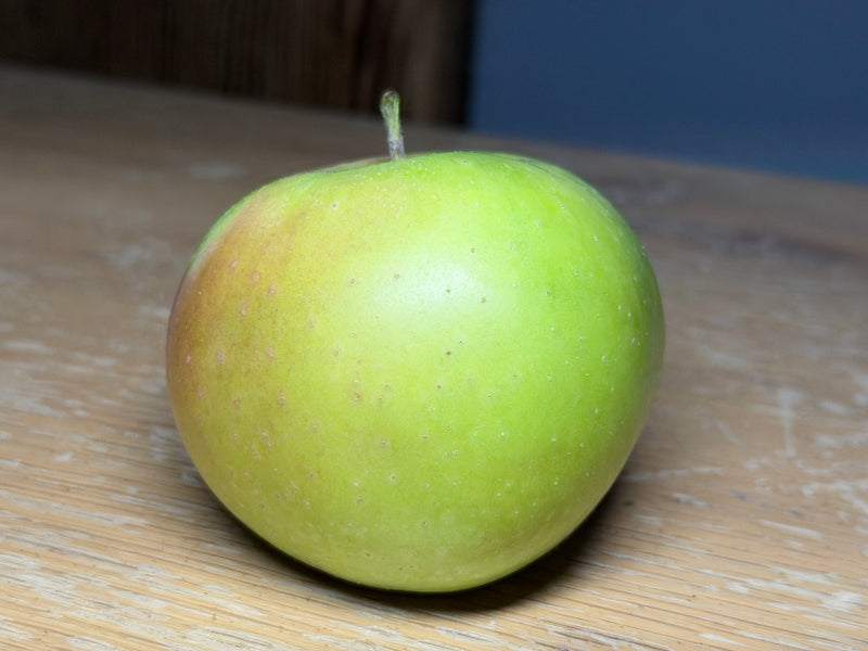 Rhode Island Greening Apple Tree