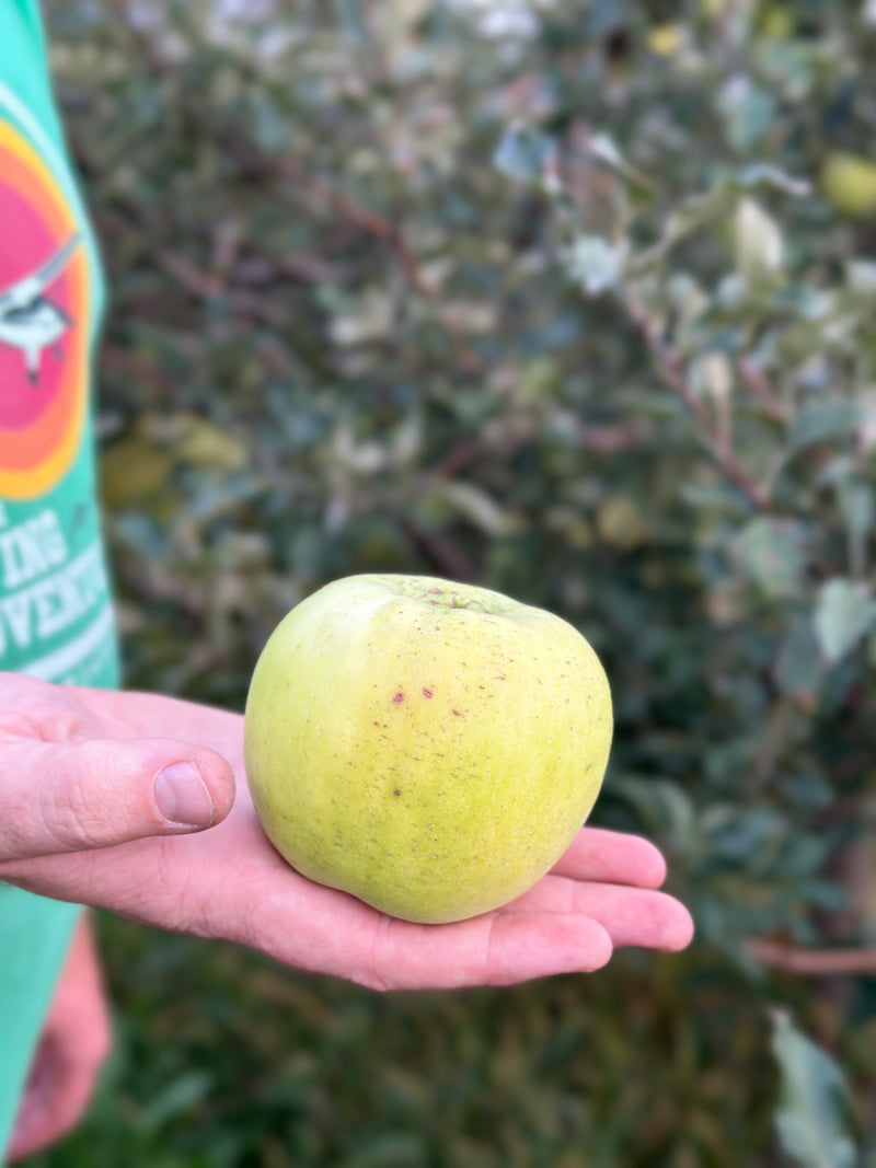 Tolman Sweet Apple Scionwood