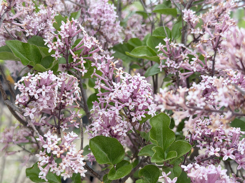 Miss Kim Lilac on Standard