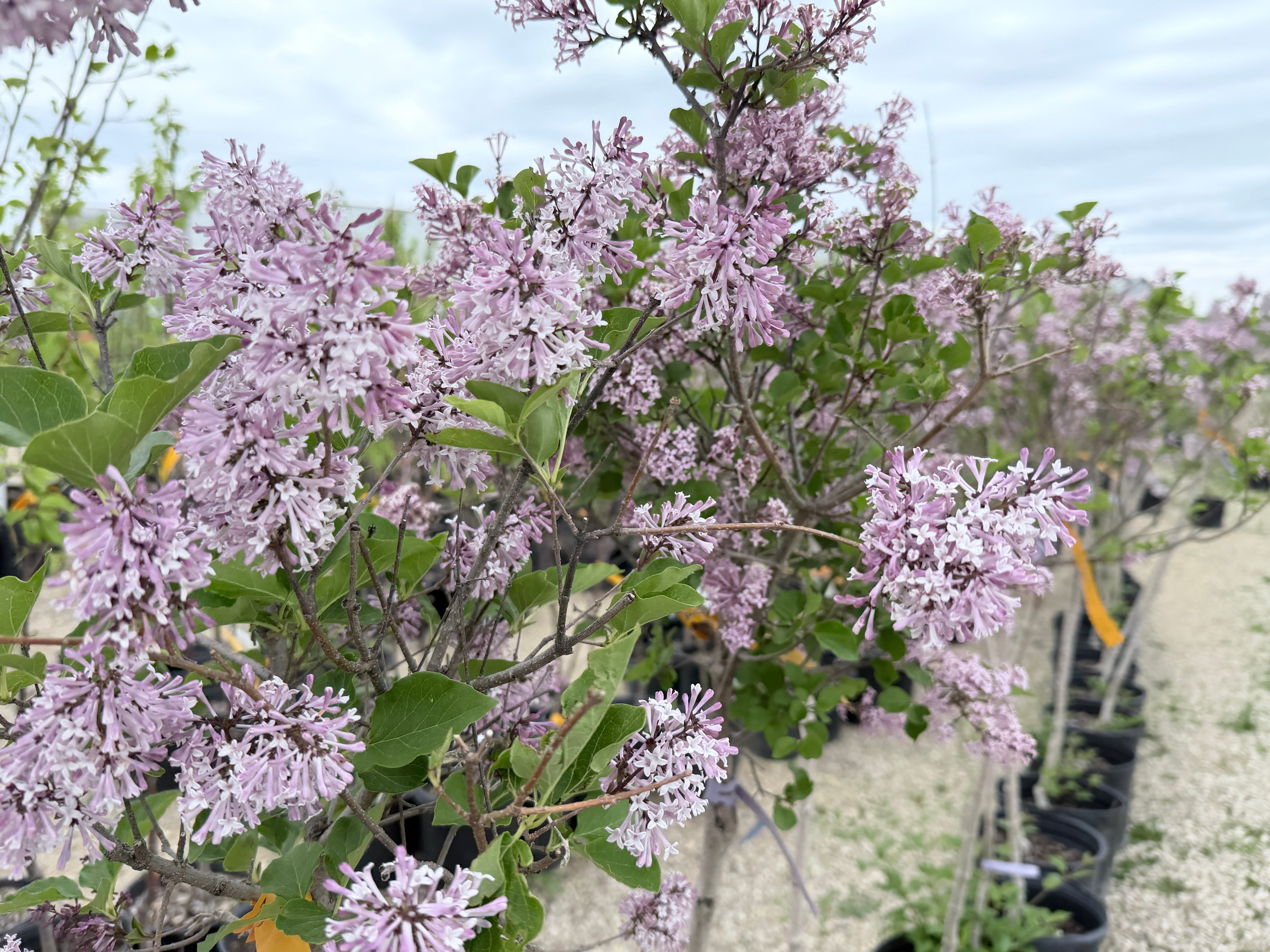 Roman Roots Nursery Dwarf Korean Lilac - Thumbnail 3