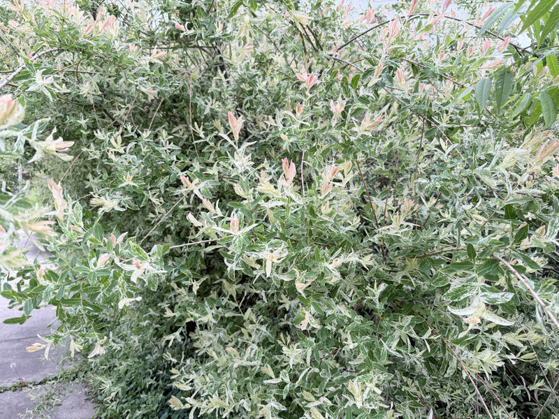 Dappled Willow