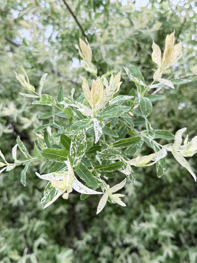 Dappled Willow