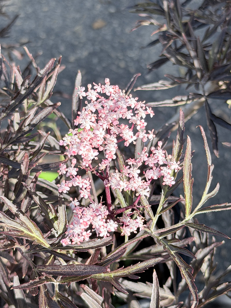 Black Lace Elderberry