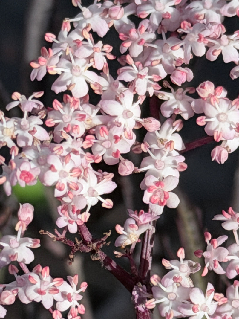 Black Lace Elderberry