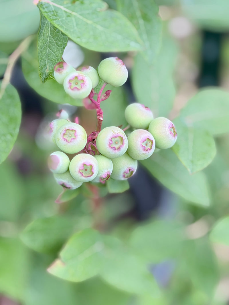 Talisman Blueberry Bush