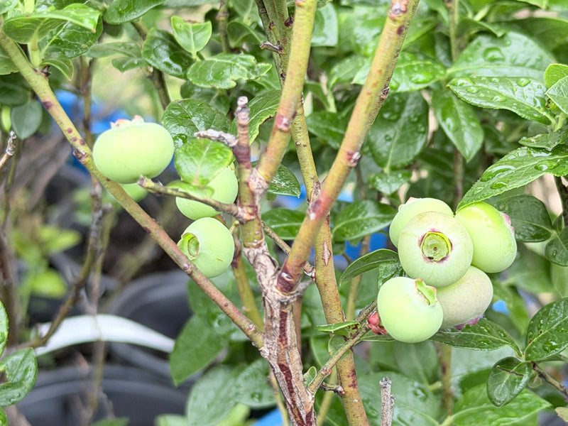 Chippewa Blueberry Bush