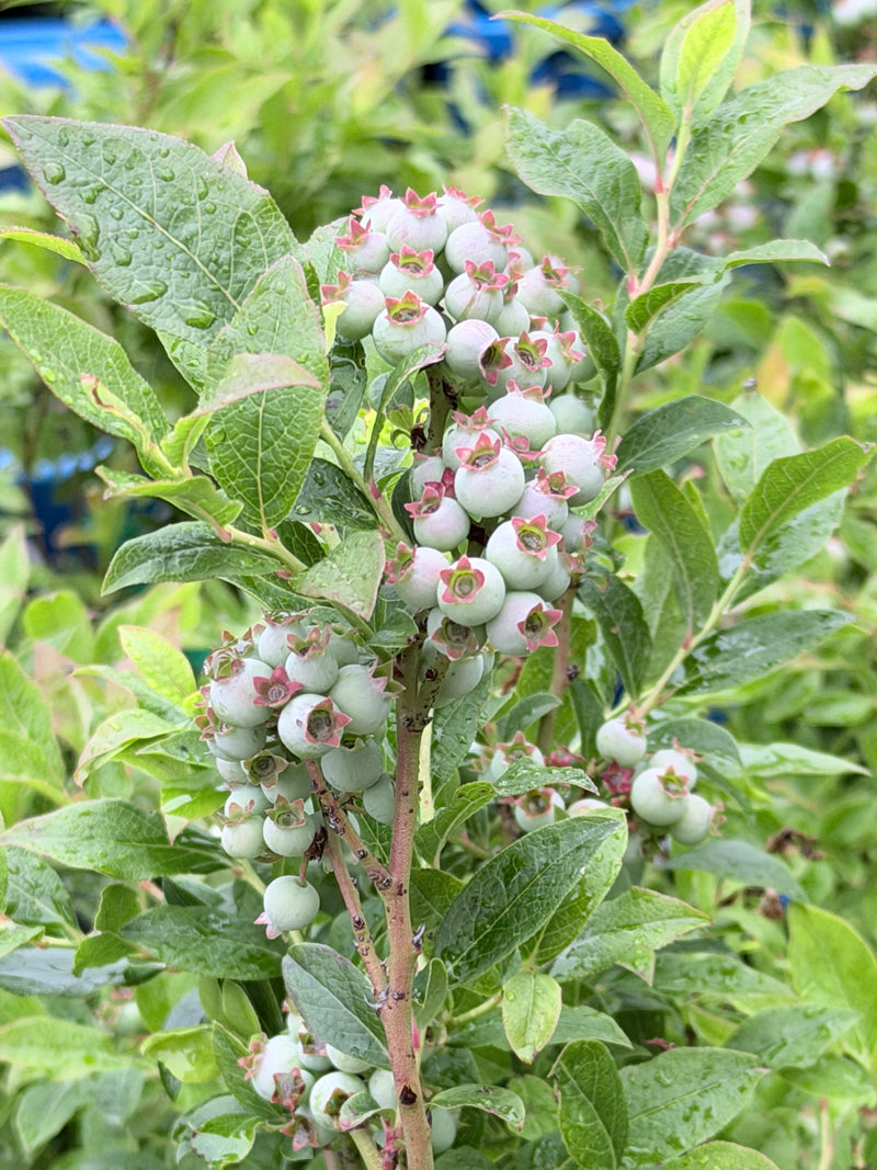 North Sky Blueberry Bushes