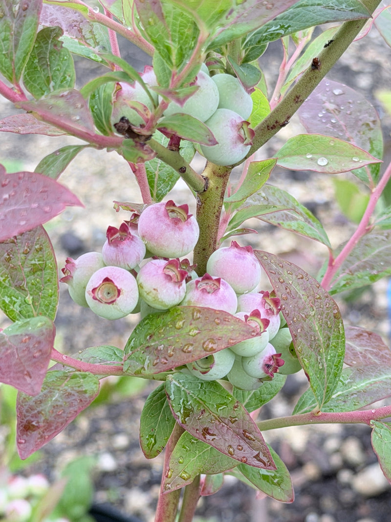 Chandler Blueberry Bush