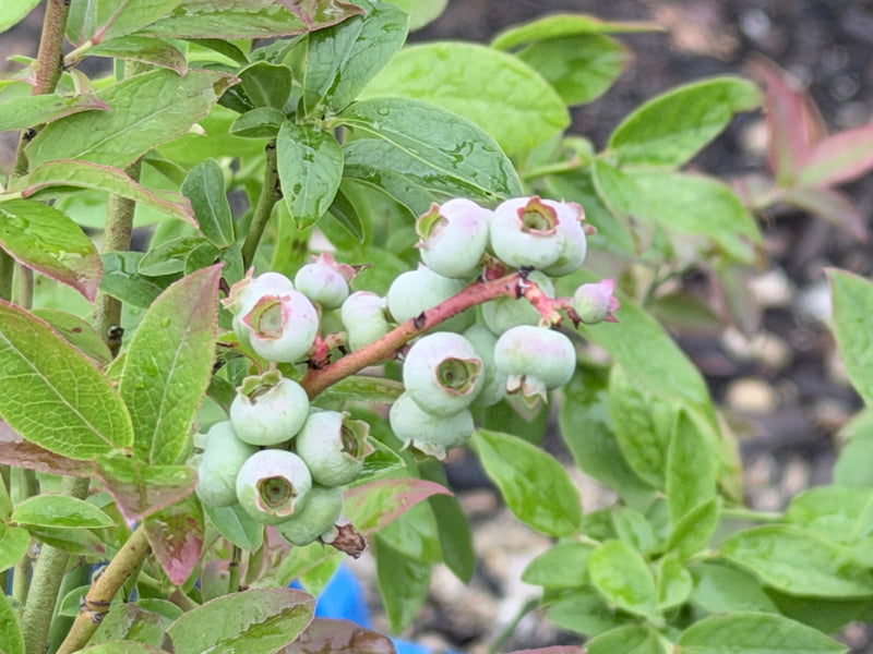 North Country Blueberry Bushes