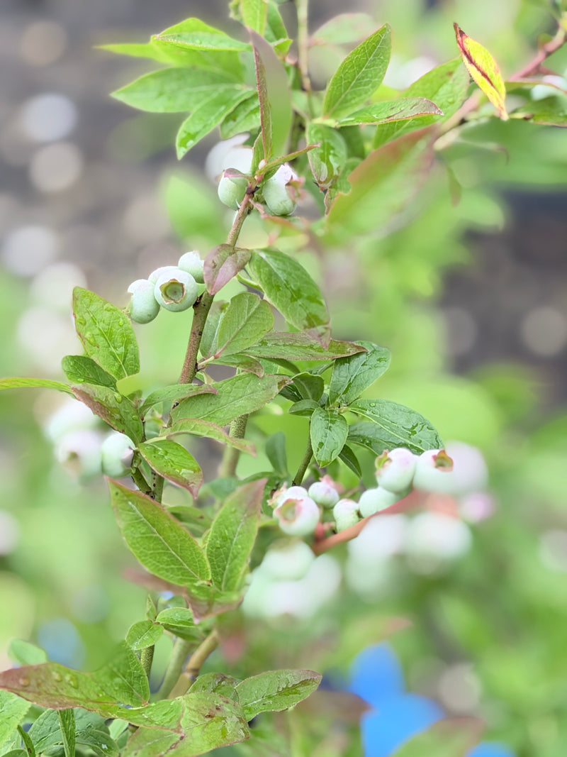 North Country Blueberry Bushes
