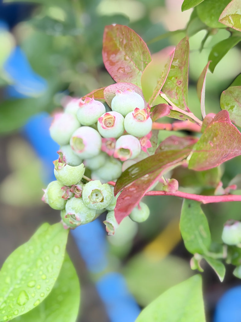 Elliott Blueberry Bush