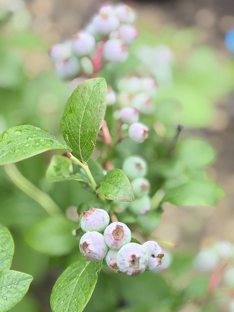 Nelson Blueberry Bushes