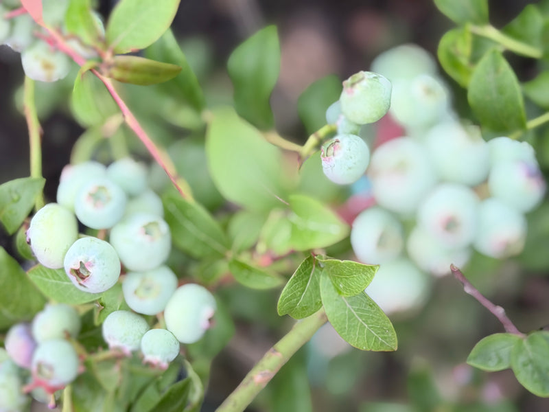 Blue Crop Blueberry Bush