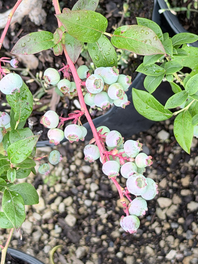 Blue Crop Blueberry Bush