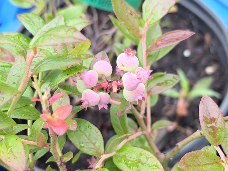 Brunswick Blueberry Bush