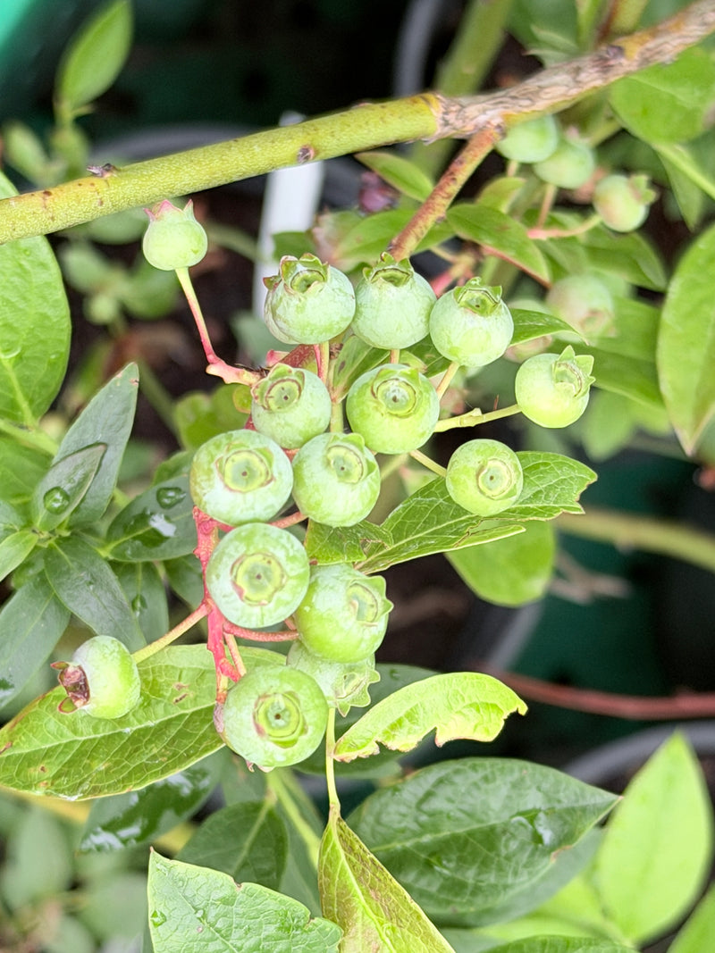 St. Cloud Blueberry Bush