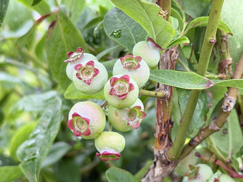 Toro Blueberry Bush