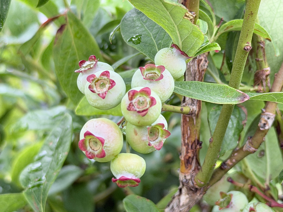 Toro Blueberry Bush — Roots to Fruits Nursery