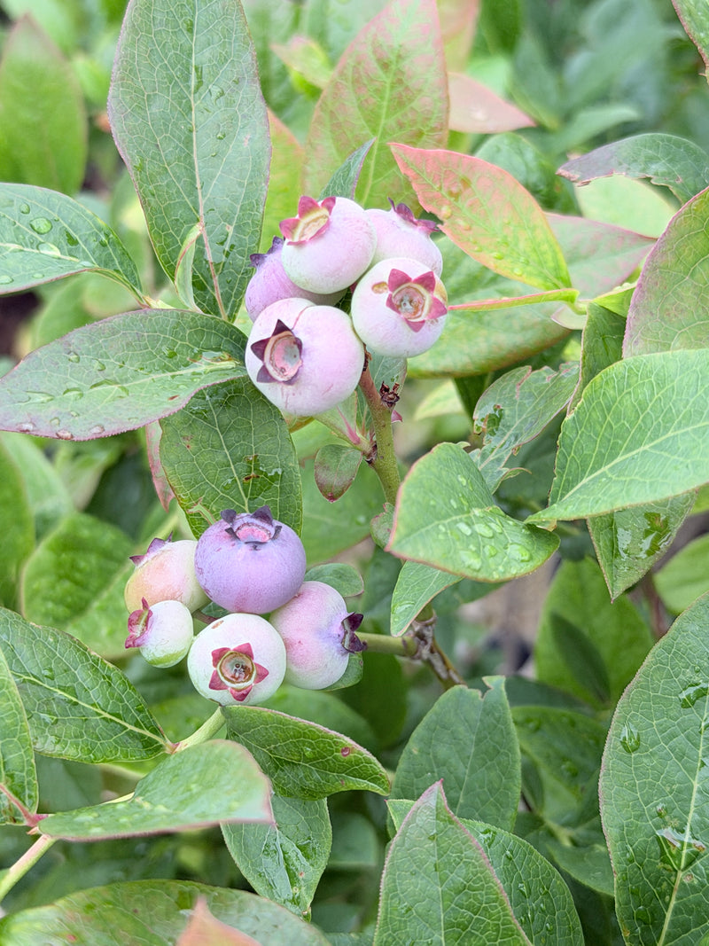 Toro Blueberry Bush