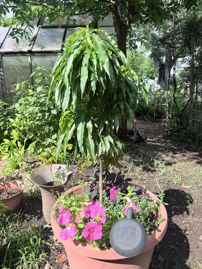 Bonanza Peach Tree