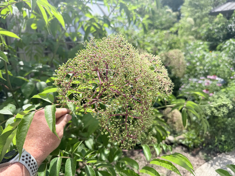 York Elderberry Bush