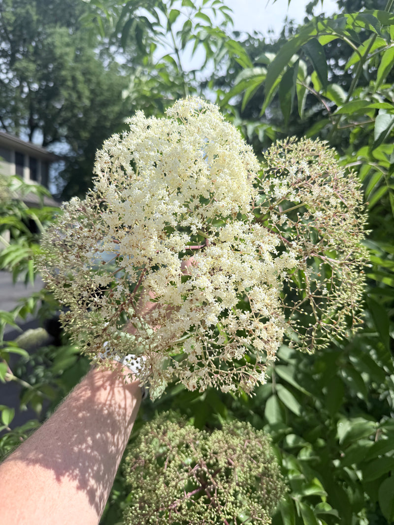 Nova Elderberry Bushes