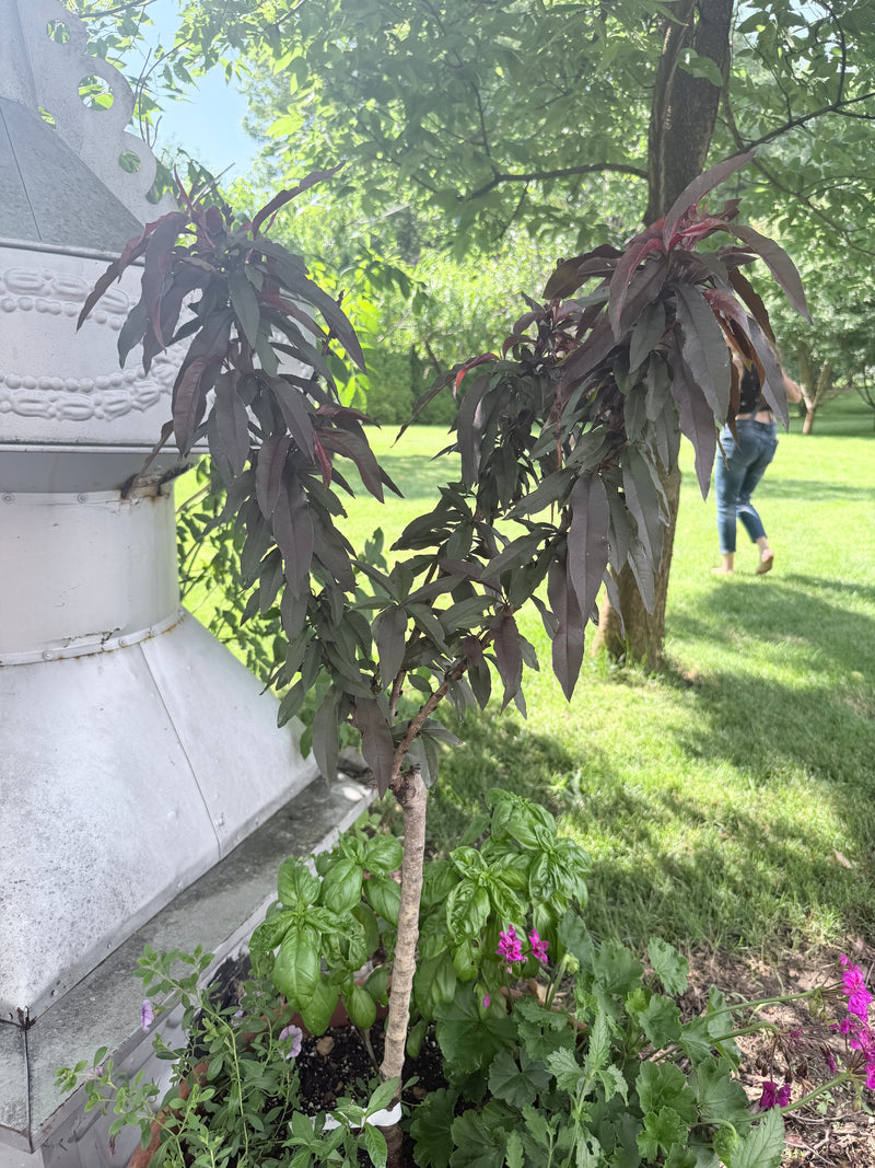 Bonfire Peach Tree