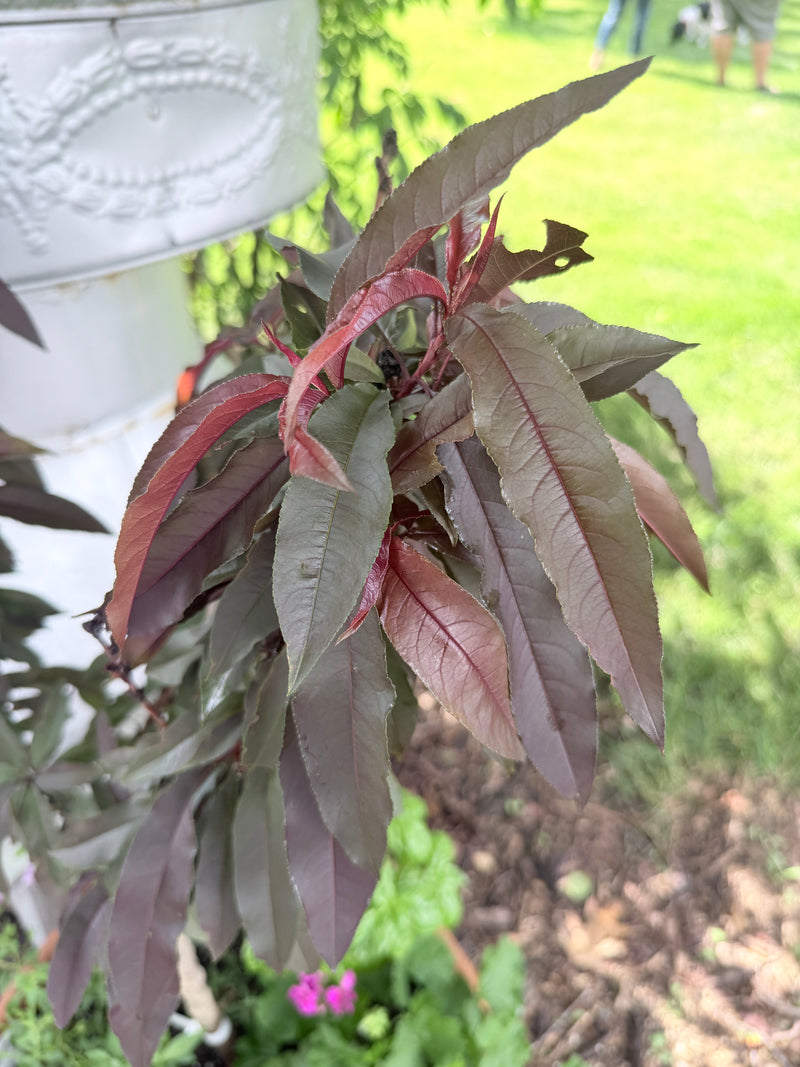 Bonfire Peach Tree