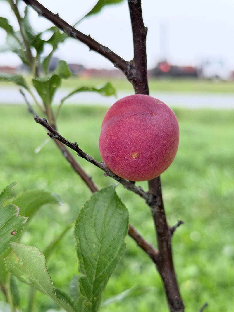 Toka Plum Tree