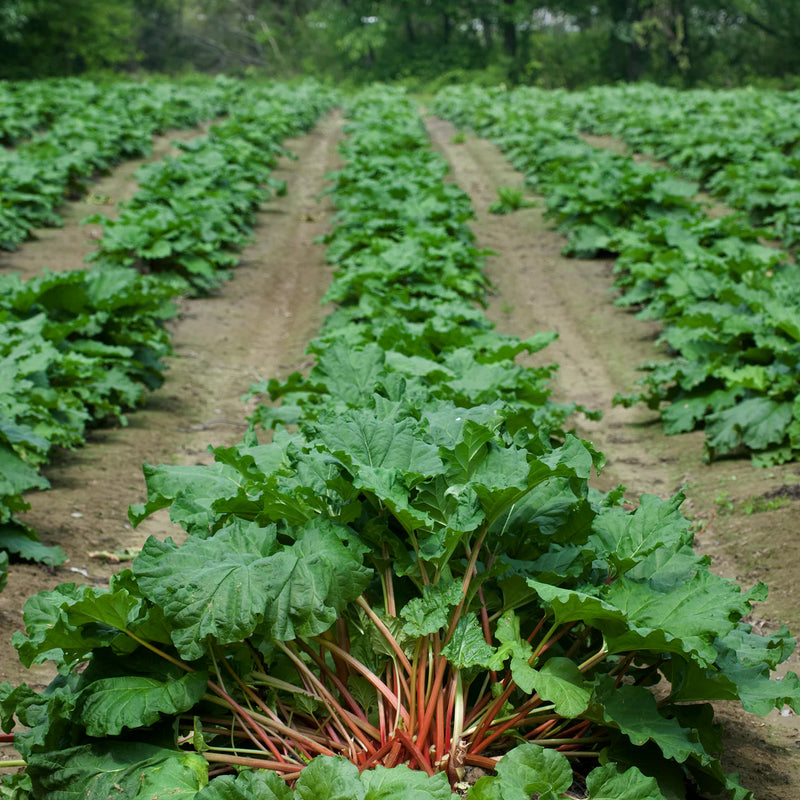 MacDonald Rhubarb Crown