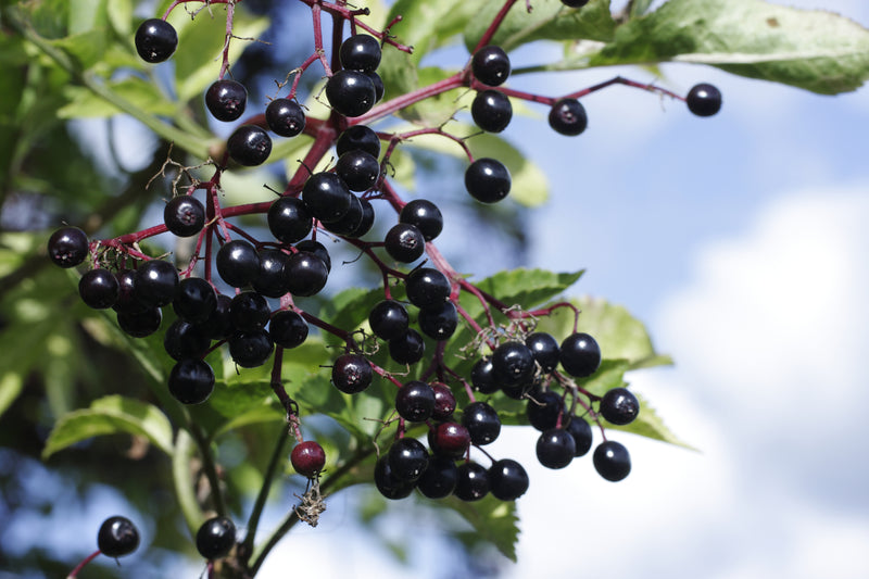 Nova Elderberry Bush Fruit