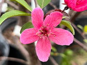 Prairie Fire Crabapple Blossom